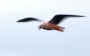 Цахлай (Хүзүүвчит ягаандай)